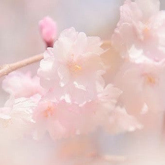 Soft blush flower
