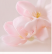 Soft blush flower
