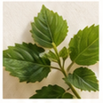 Patchouli scent note